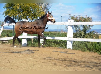 Koń andaluzyjski, Ogier, 2 lat, 156 cm, Jelenia