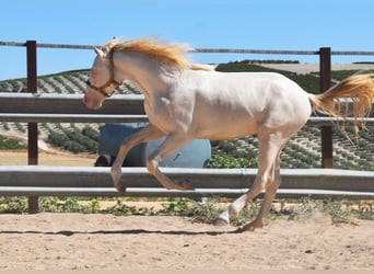 Koń andaluzyjski, Ogier, 2 lat, 156 cm, Perlino