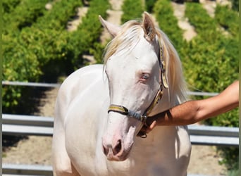 Koń andaluzyjski, Ogier, 2 lat, 156 cm, Perlino
