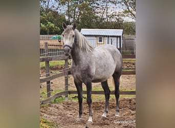 Koń andaluzyjski, Ogier, 2 lat, 156 cm, Siwa
