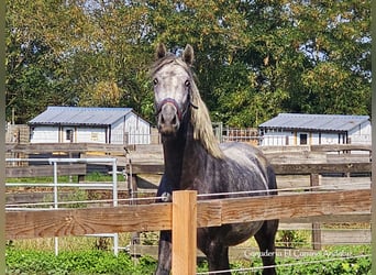 Koń andaluzyjski, Ogier, 2 lat, 156 cm, Siwa