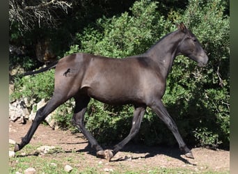 Koń andaluzyjski, Ogier, 2 lat, 157 cm, Kara
