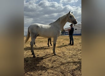 Koń andaluzyjski, Ogier, 2 lat, 157 cm, Siwa