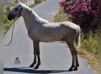 Koń andaluzyjski, Ogier, 2 lat, 158 cm, Może być siwy