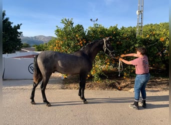 Koń andaluzyjski, Ogier, 2 lat, 159 cm, Biała