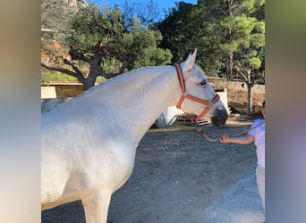 Koń andaluzyjski, Ogier, 2 lat, 159 cm, Biała