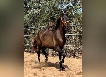 Koń andaluzyjski, Ogier, 2 lat, 159 cm, Gniada