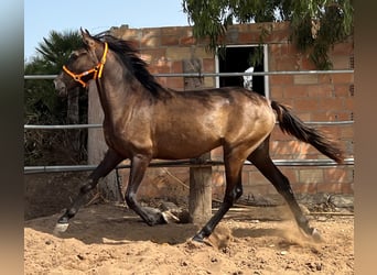 Koń andaluzyjski, Ogier, 2 lat, 159 cm, Gniada