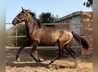 Koń andaluzyjski, Ogier, 2 lat, 159 cm, Gniada
