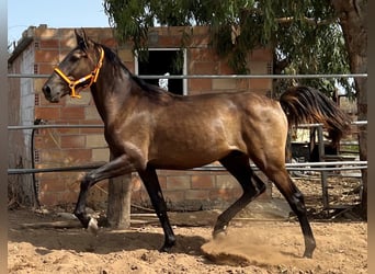 Koń andaluzyjski, Ogier, 2 lat, 159 cm, Gniada