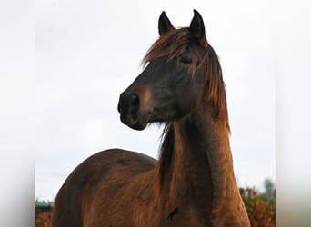 Koń andaluzyjski, Ogier, 2 lat, 159 cm, Gniada