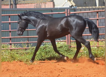 Koń andaluzyjski, Ogier, 2 lat, 159 cm, Kara