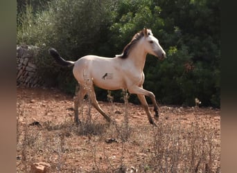 Koń andaluzyjski, Ogier, 2 lat, 160 cm, Bułana