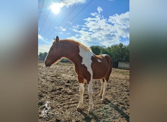 Koń andaluzyjski, Ogier, 2 lat, 160 cm, Srokata