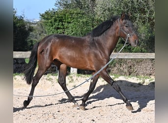 Koń andaluzyjski, Ogier, 2 lat, 162 cm, Gniada