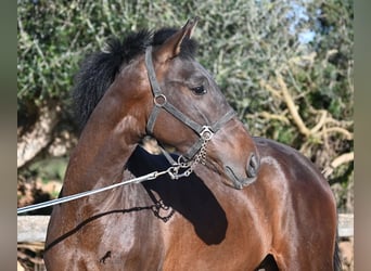 Koń andaluzyjski, Ogier, 2 lat, 162 cm, Gniada