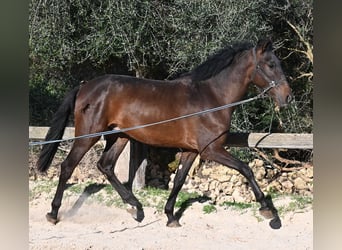 Koń andaluzyjski, Ogier, 2 lat, 162 cm, Gniada