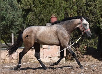 Koń andaluzyjski, Ogier, 2 lat, 162 cm, Jelenia