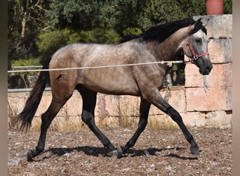 Koń andaluzyjski, Ogier, 2 lat, 162 cm, Jelenia