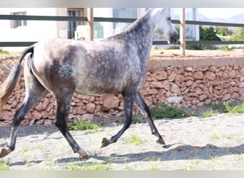 Koń andaluzyjski, Ogier, 2 lat, 163 cm, Gniada