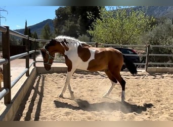 Koń andaluzyjski, Ogier, 2 lat, 163 cm, Tobiano wszelkich maści