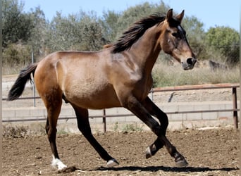 Koń andaluzyjski Mix, Ogier, 2 lat, 165 cm, Ciemnogniada