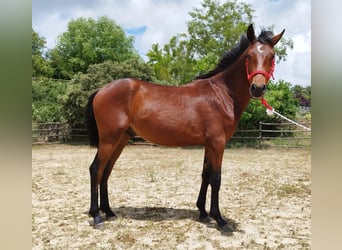 Koń andaluzyjski, Ogier, 2 lat, 165 cm, Gniada