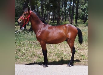 Koń andaluzyjski, Ogier, 2 lat, 165 cm, Gniada