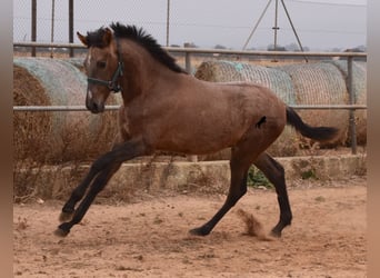 Koń andaluzyjski, Ogier, 2 lat, 165 cm, Siwa