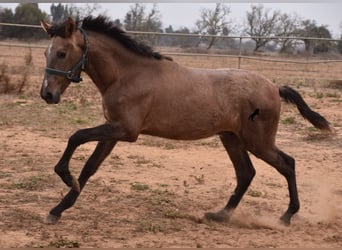 Koń andaluzyjski, Ogier, 2 lat, 165 cm, Siwa