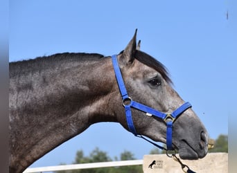 Koń andaluzyjski, Ogier, 2 lat, 166 cm, Siwa