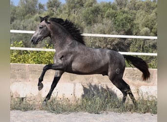 Koń andaluzyjski, Ogier, 2 lat, 166 cm, Siwa