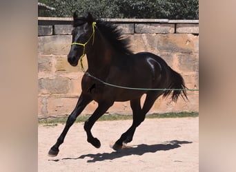 Koń andaluzyjski, Ogier, 2 lat, 168 cm, Kara