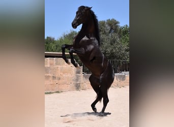 Koń andaluzyjski, Ogier, 2 lat, 168 cm, Kara