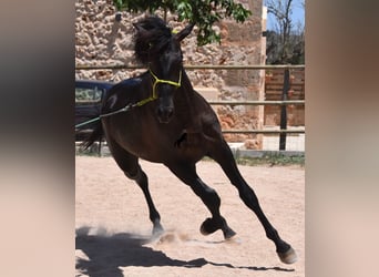 Koń andaluzyjski, Ogier, 2 lat, 168 cm, Kara