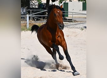 Koń andaluzyjski, Ogier, 2 lat, 169 cm, Gniada