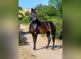 Koń andaluzyjski, Ogier, 2 lat, 170 cm, Ciemnogniada