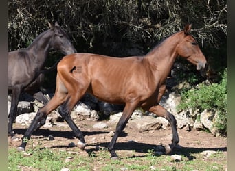 Koń andaluzyjski, Ogier, 2 lat, 170 cm, Gniada