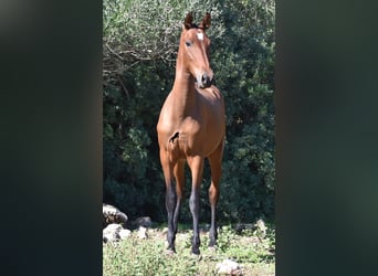 Koń andaluzyjski, Ogier, 2 lat, 170 cm, Gniada