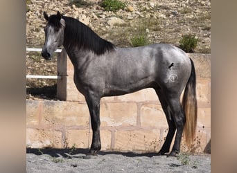 Koń andaluzyjski, Ogier, 2 lat, 171 cm, Siwa