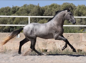 Koń andaluzyjski, Ogier, 2 lat, 171 cm, Siwa