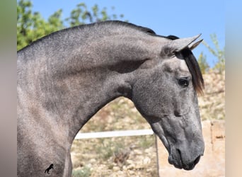 Koń andaluzyjski, Ogier, 2 lat, 171 cm, Siwa