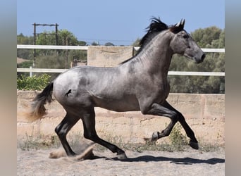 Koń andaluzyjski, Ogier, 2 lat, 171 cm, Siwa