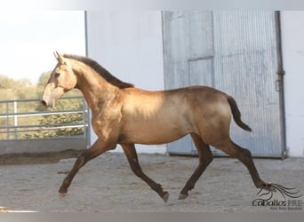 Koń andaluzyjski, Ogier, 2 lat, Jelenia