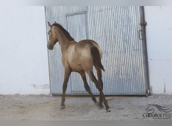 Koń andaluzyjski, Ogier, 2 lat, Jelenia