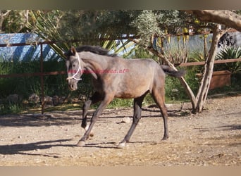 Koń andaluzyjski, Ogier, 2 lat, Siwa