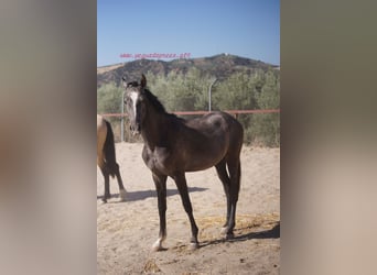 Koń andaluzyjski, Ogier, 2 lat, Siwa