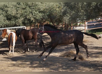 Koń andaluzyjski, Ogier, 2 lat, Siwa