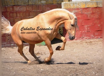 Koń andaluzyjski, Ogier, 3 lat, 149 cm, Izabelowata
