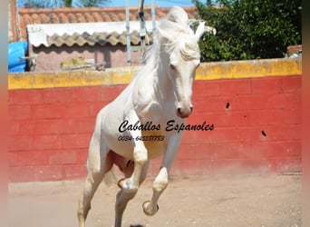 Koń andaluzyjski, Ogier, 3 lat, 151 cm, Cremello